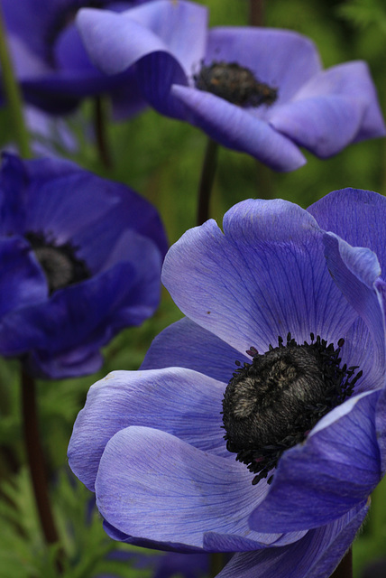 Anemones