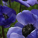 Anemones