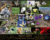 365: April Collage