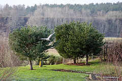 Grey Heron in flight