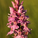 Common Spotted Orchids @ Marline Wood