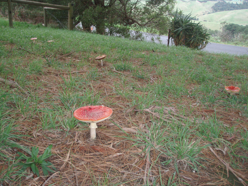 toadstools at the farm entrance