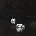 Swans on Lost Lagoon