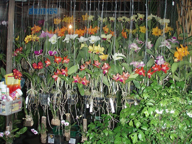 orchid stall at small market