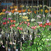 orchid stall at small market