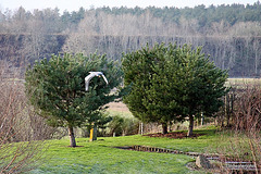 Grey Heron in Flight