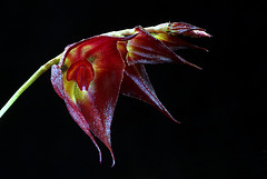 Lepanthes hirtzii