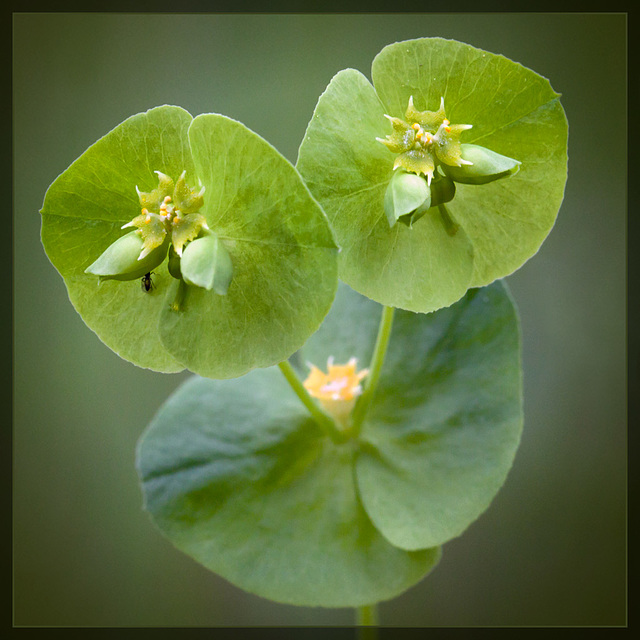 Chinese Caps: the 67th Flower of Spring & Summer!