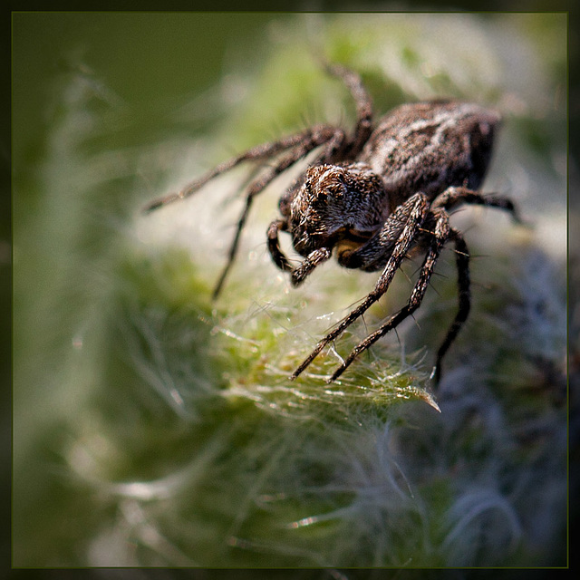 Spidey Sense: Western Lynx Spider Poised for Action!