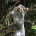 Grey Squirrel