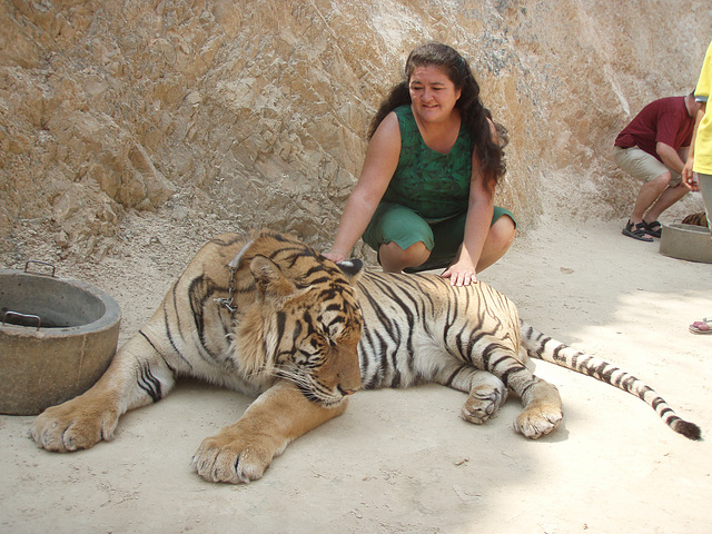 tiger patting