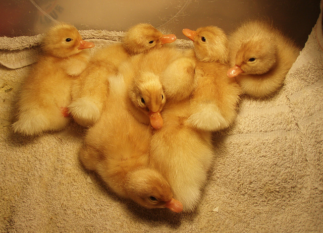 dozy ducklings