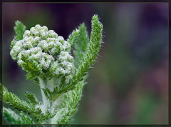 Yarrow: The 68th Flower of Spring & Summer!