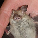 rescued bat