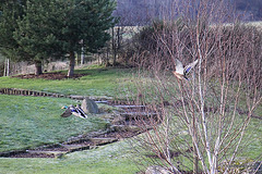 Mallards in flight