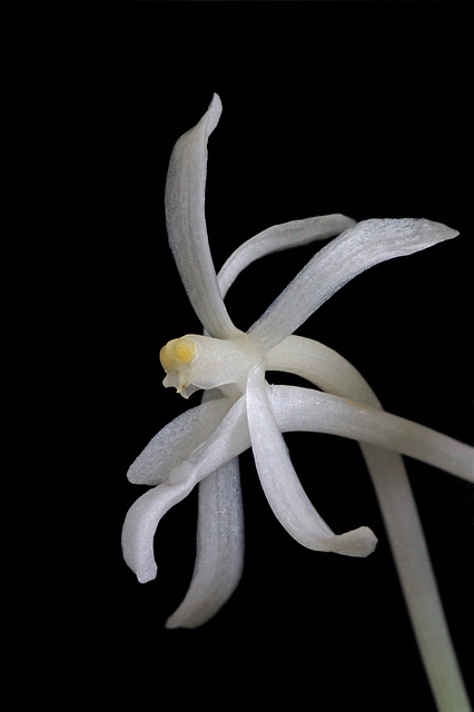 Neofinetia falcata 'Gojyo Fukurin'