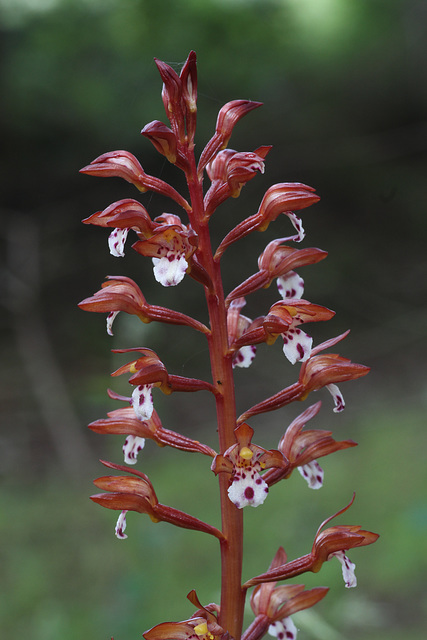 Corallorhiza maculata var. occidentalis Corallorhiza maculata var. occidentalis