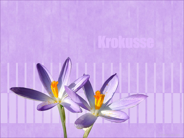 Krokusse