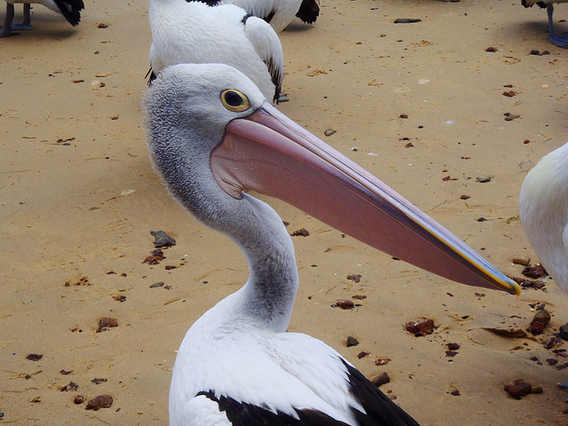 San Remo pelicans