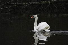 Mute Swan