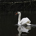 Mute Swan