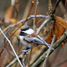 Chestnut-backed Chickadee