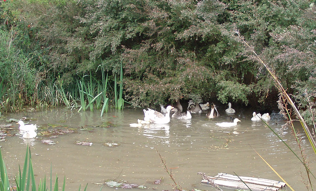 morning bath in the pond