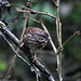 Fox Sparrow