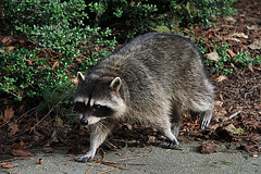 'Coon