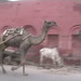 Agra camel cart2