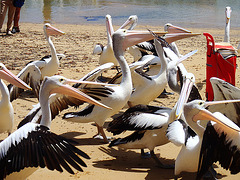 pelicans in San Remo