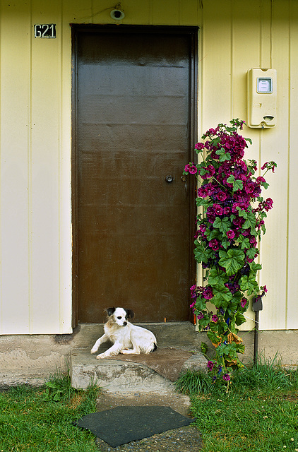 Patagonian Guard Dog?