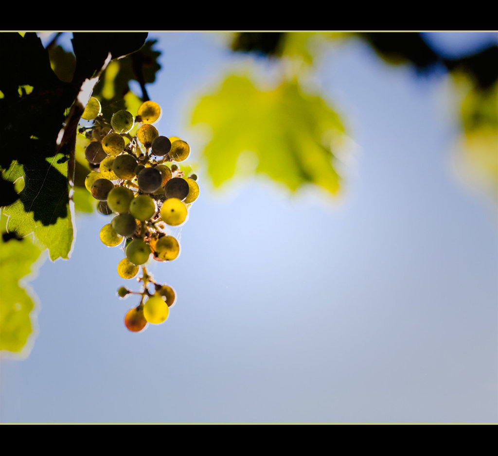 Glowing Grapes in Jacksonville