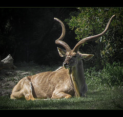 San Francisco Zoo: Greater Kudu (1 pic below)