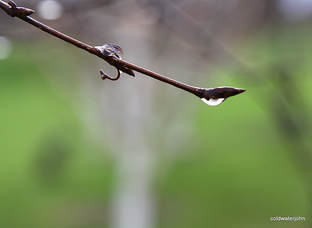 After the rain