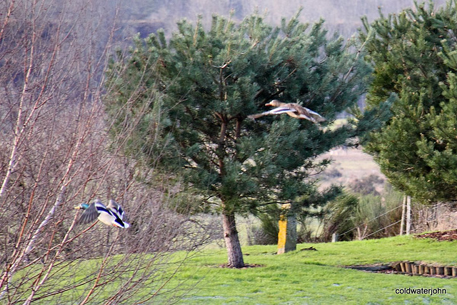 Mallards in flight