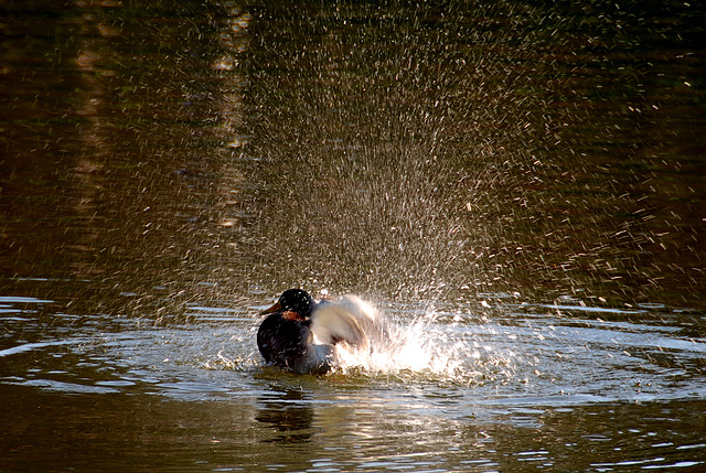 Duck at Schloss Schönbrunn