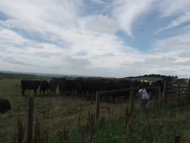 Sioned & the heifers