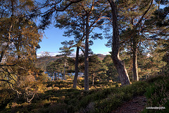 Autumn in Glen Affric - HDR