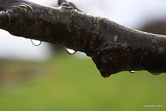 Rowan bough after the rain