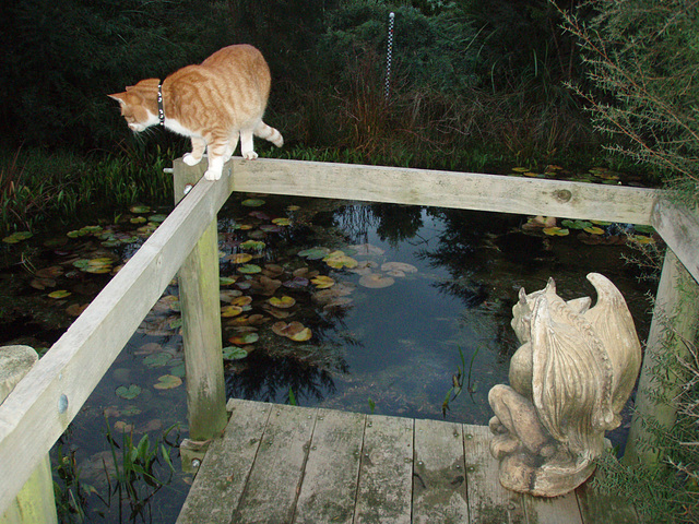 Zetor on the pond jetty