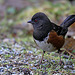 Rufous-sided Towhee