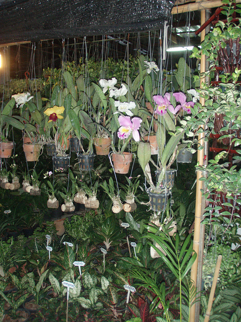 orchid stall at small market