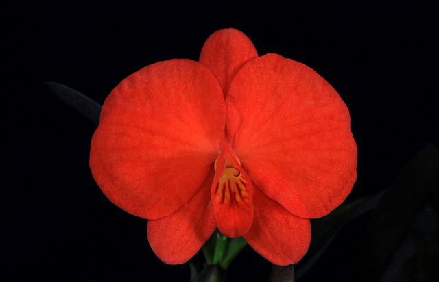 Sophronitis coccinea 'Fourth Dimension'