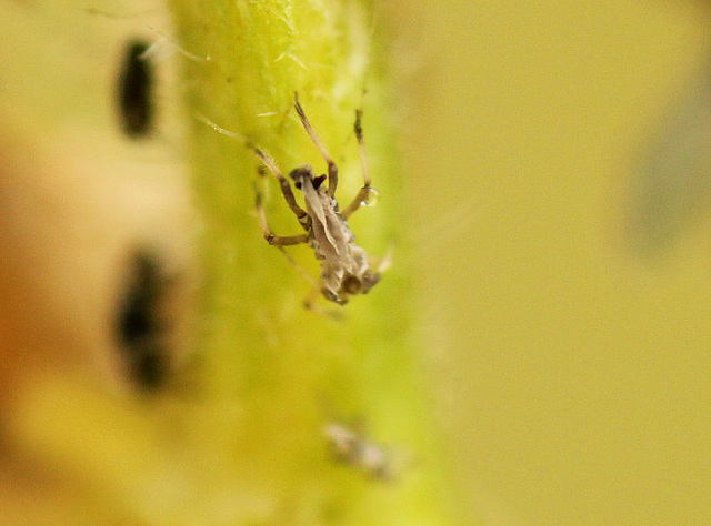 Patio Life: Aphid Shed Skin