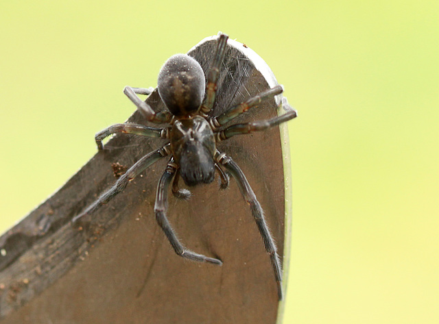 Black Laced Weaver Spider