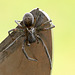 Black Laced Weaver Spider