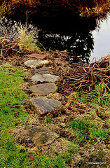 The otter's Stepping stones to the trout pond