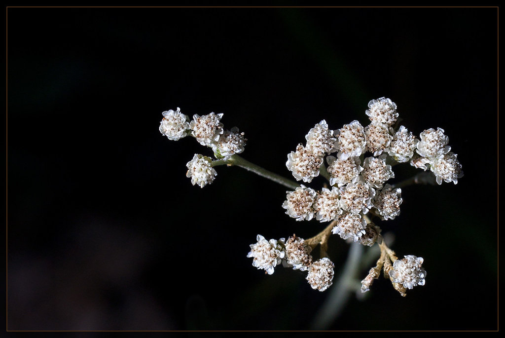 Smallflowered Everlasting: The 134th Flower of Spring & Summer!