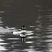 Common Goldeneye